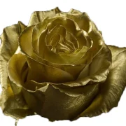 Dyed Roses