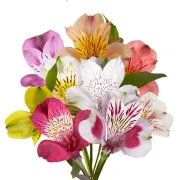 Alstroemeria