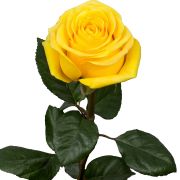 Yellow Roses