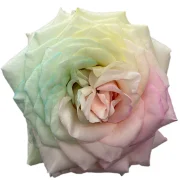 Dyed Roses