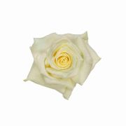 White Roses