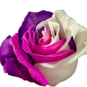 Dyed Roses