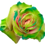 Dyed Roses