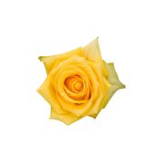 Yellow Roses