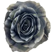 Dyed Roses