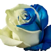 Dyed Roses