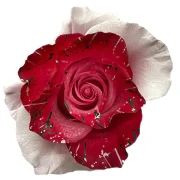 Dyed Roses