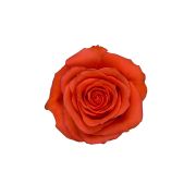 Orange Roses