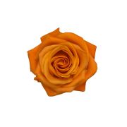 Orange Roses