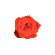 Orange Roses