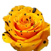 Dyed Roses