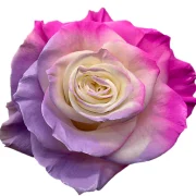 Dyed Roses