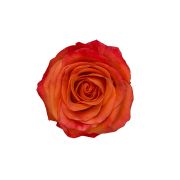 Orange Roses