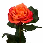 Orange Roses
