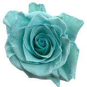 Dyed Roses