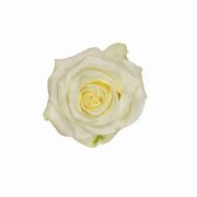 White Roses