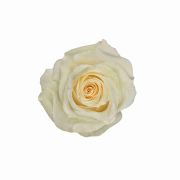 White Roses