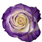 Dyed Roses