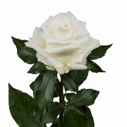 White Roses