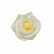 White Roses