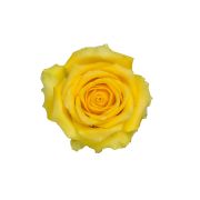 Yellow Roses