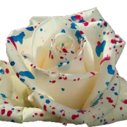 Dyed Roses