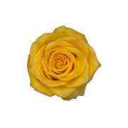 Yellow Roses