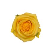 Yellow Roses
