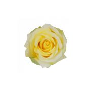 Yellow Roses