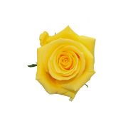 Yellow Roses