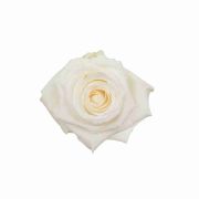 White Roses