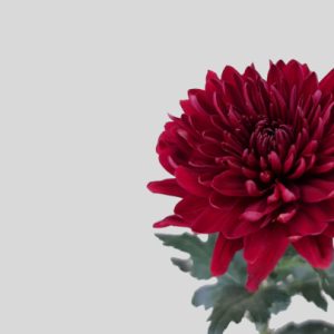 Summer Flowers Selection