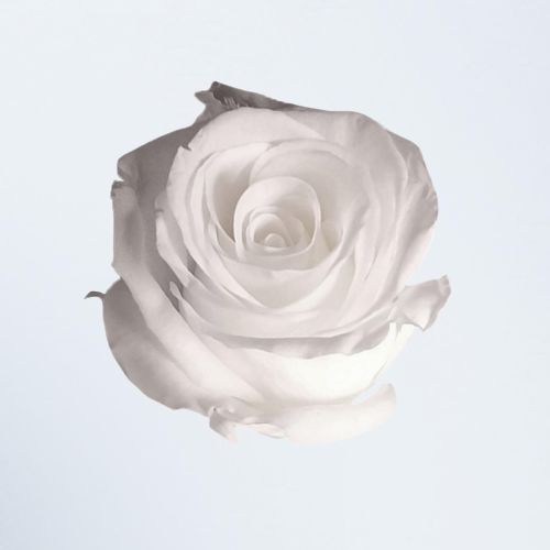 White Roses