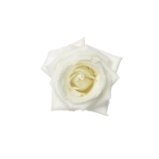 White Roses