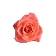 Orange Roses