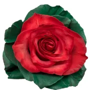 Dyed Roses