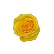 Yellow Roses