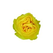 Yellow Roses