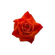 Orange Roses