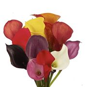 Mini Callas