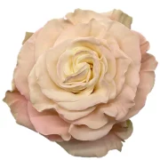 Dyed Roses